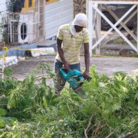 A grounds worker trims overgrown tree limbs on campus as part of routine maintenance activities.